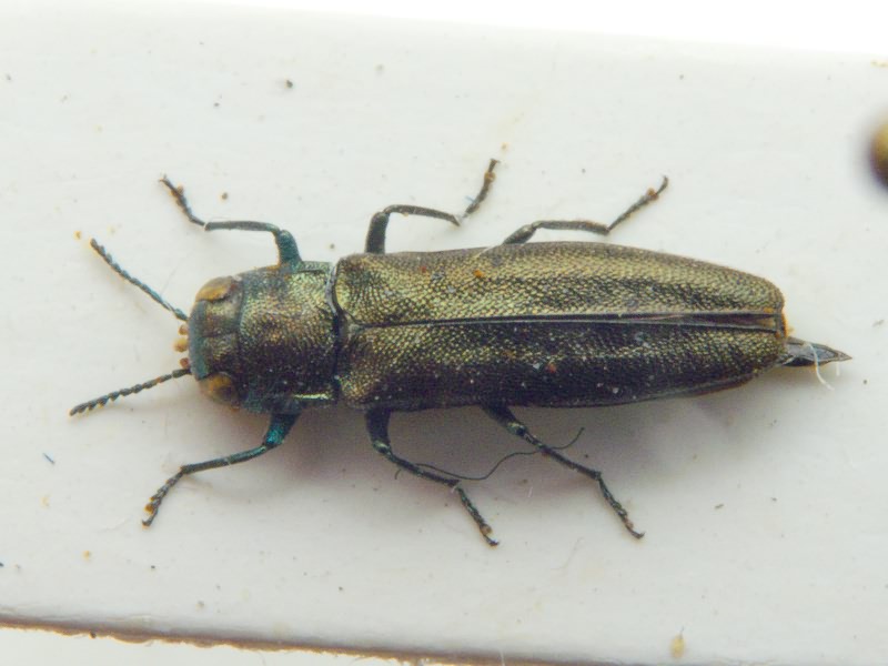 Agrilus convexicollis L. Redtenbacher, 1849
